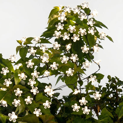 Solar Outdoor String Lights - Blossomray