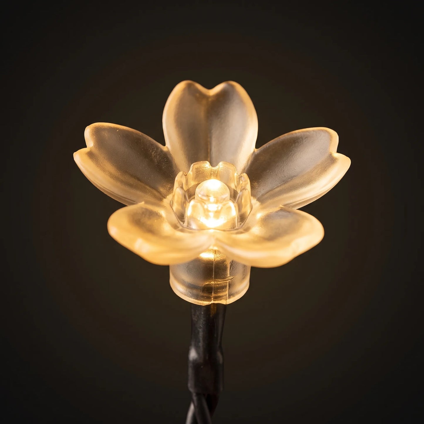 Solar Outdoor String Lights - Blossomray