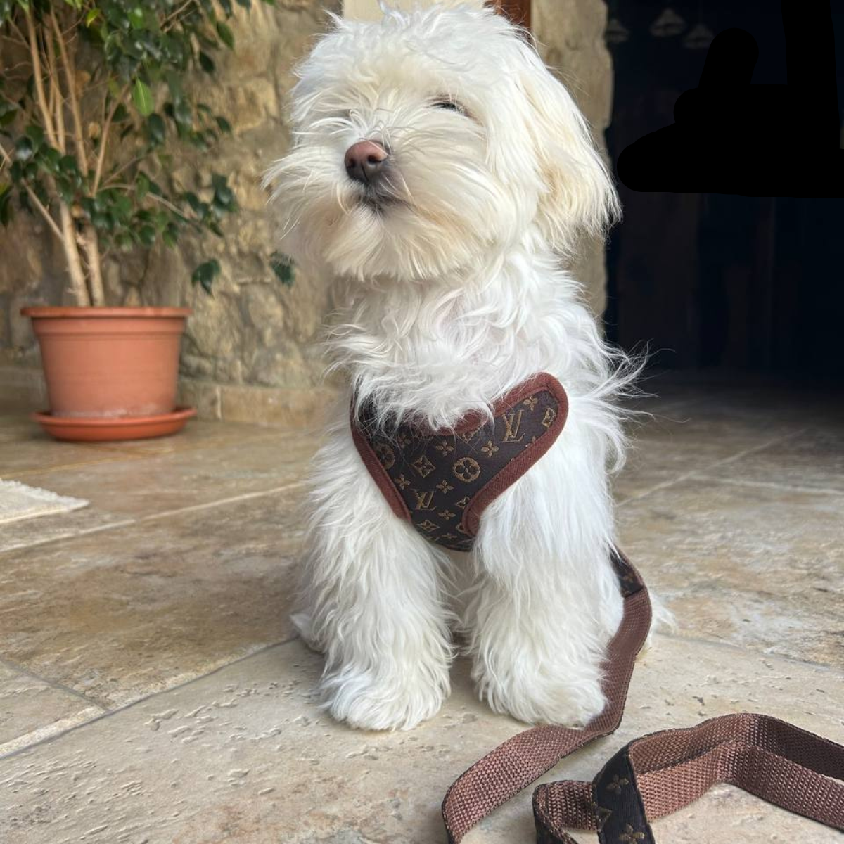 Dog Harness and Leash Set – PawLuxe-XS-Nora Luxe
